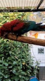 Groenvleugel ara, Mannelijk, Papegaai, Geringd