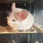 Chinchilla te koop, Dieren en Toebehoren, Chinchilla, Mannelijk, Juli, Tam