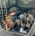 Mega knappe labrador x weimaraner x heidewachtel pups, Dieren en Toebehoren, 8 tot 15 weken, Labrador retriever, CDV (hondenziekte)