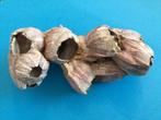 Natuurlijke paarse Acorn Barnacle Cluste (Zeldzaam), Fossiel, Ophalen