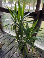 Yucca Elephantipes - Palmlelie, Ophalen, 100 tot 150 cm, Halfschaduw, In pot