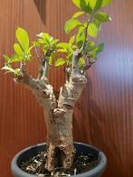 Adansonia digitata XXXL, nice caudex, baobab tree, Verzenden, In pot, Halfschaduw, Minder dan 100 cm