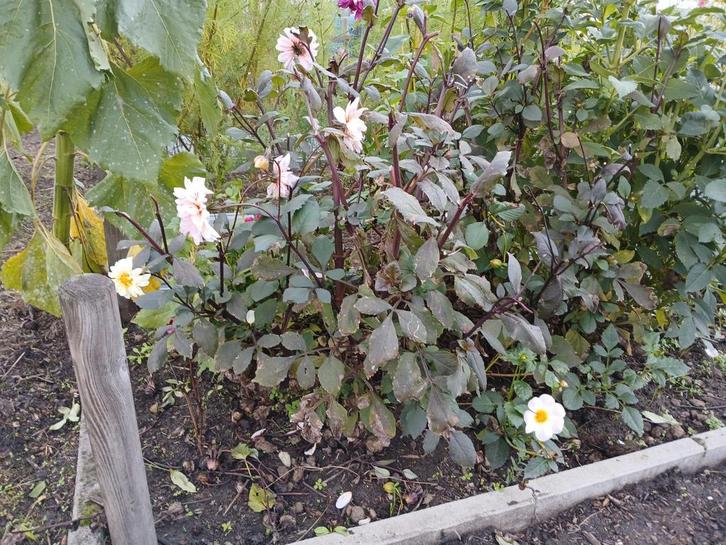Dahlia knollen, ruilen is ook mogelijk, Tuin en Terras, Bloembollen en Zaden, Knol, Voorjaar, Volle zon, Ophalen