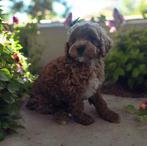 Toypoedel teefje, Overige rassen, 8 tot 15 weken, Parvo, Meerdere