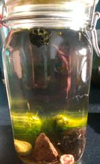 Opae ulae halocaridina garnalen brakwater, Dieren en Toebehoren, Vissen | Aquariumvissen, Kreeft, Krab of Garnaal