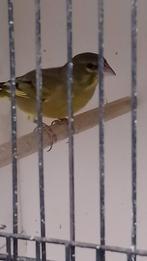 Bastaard, Dieren en Toebehoren, Vogels | Overige Vogels, Mannelijk, Wildzangvogel