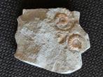 Ammonietjes uit Engeland, Ophalen of Verzenden, Mineraal