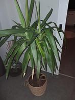 Yucca, Ophalen, Halfschaduw, Minder dan 100 cm