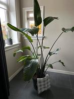 Paradijsvogelplant - Strelitzia Nicolai, Tuin en Terras, Planten | Tuinplanten, Vaste plant, Bloeit niet, Halfschaduw, Ophalen