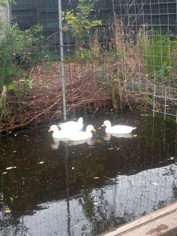 4 oud hollandse kwaker eenden,vrouwtjes beschikbaar voor biedingen