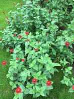 Zinnia Haageana Regel, Overige soorten, Volle zon, Eenjarig, Ophalen of Verzenden