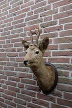 Prachtig opgezet hertenkopje met een groot gewei, Ophalen of Verzenden, Zo goed als nieuw, Hert, Gewei of Kop