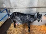 Tk nubische geit 3jaar oud, Vrouwelijk, Geit