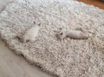 Lieve Siberische &  Ragdoll Kittens Zoeken Liefdevol Thuis!, Kater, Ontwormd, 0 tot 2 jaar