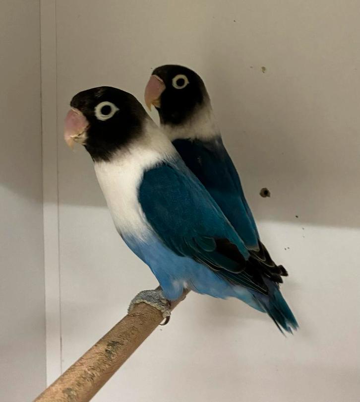 Agapornis Personata poppen in diverse kleuren met dna, Dieren en Toebehoren, Vogels | Parkieten en Papegaaien, Dwergpapegaai of Agapornis