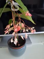 Bloeiende begonia tamaya plant, Ophalen, Halfschaduw, Minder dan 100 cm