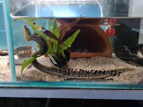 Tijgermurene, Gymnothorax Polyuranodon, Dieren en Toebehoren, Vissen | Aquariumvissen, Zoetwatervis, Vis