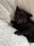 Poesjes, Dieren en Toebehoren, Katten en Kittens | Overige Katten, Poes