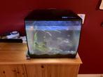 Klein aquarium met toebehoren, Ophalen, Gebruikt, Gevuld zoetwateraquarium