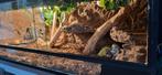 Terrarium met boa., Dieren en Toebehoren, Reptielen en Amfibieën | Toebehoren, Ophalen, Zo goed als nieuw
