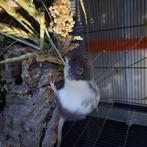 3 ratten dames eventueel met kooi, Dieren en Toebehoren, Knaagdieren, Rat, Februari, Vrouwelijk, Tam