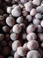 Te koop biltstar aardappel, Ophalen