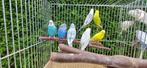 Jonge grasparkieten, Dieren en Toebehoren, Vogels | Parkieten en Papegaaien, Meerdere dieren, Parkiet, Geringd