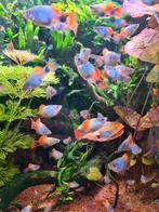 Platy Blue Moon Butterfly aangeboden, Dieren en Toebehoren, Vissen | Aquariumvissen, Vis