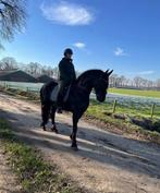 Friese merrie te koop, Dieren en Toebehoren, Paarden, Merrie, Gechipt, Dressuurpaard, 3 tot 6 jaar