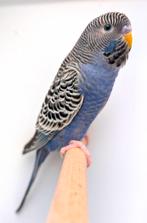 Pracht koppel voor Blackface blackwing dun fallow kweek, Meerdere dieren, Parkiet