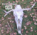 schedels eland Zweden, Ophalen of Verzenden, Zo goed als nieuw