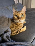 Lief bengaal kater zoekt rustig gouden mandje, Dieren en Toebehoren, Katten en Kittens | Raskatten | Korthaar, Kater, Ontwormd