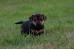Jack russel pups te koop, Dieren en Toebehoren, Honden | Jack Russells en Terriërs, Jack Russell Terriër, 8 tot 15 weken, CDV (hondenziekte)