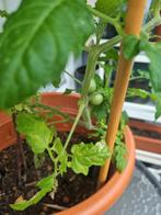 Cherry tomaten plant, Ophalen, Volle zon