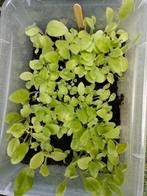 Gele zonnehoed stekken, Tuin en Terras, Planten | Tuinplanten, Volle zon, Vaste plant, Zomer, Ophalen