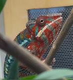 Fucifer pardalis ambilobe panter kameleon man, Dieren en Toebehoren, Reptielen en Amfibieën, Hagedis, 0 tot 2 jaar
