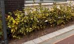 Beukenhaag bladhoudende (Fagus silvatica), Tuin en Terras, Ophalen, Beukenhaag, 100 tot 250 cm