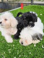 Te koop leuke boomer pups, Dieren en Toebehoren, Honden | Niet-rashonden, Nederland, CDV (hondenziekte), 8 tot 15 weken, Meerdere