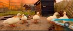 Eenden Hollandse kwakers wit 5x, Dieren en Toebehoren, Pluimvee, Meerdere dieren, Eend