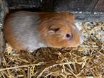 Twee mooie gezonde cavia vrouwtjes, Dieren en Toebehoren, Knaagdieren, Cavia, Meerdere dieren, Tam, Oktober