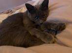 POES oppas gezocht voor een paar maanden (bij jou), Dieren en Toebehoren, Katten en Kittens | Overige Katten, Poes, Kortharig
