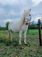 Dekhengst Shetlander / A-pony appaloosa, Hengst