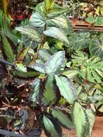 Pellionia Repens Hangplant - Watermeloen Begonia, Ophalen of Verzenden