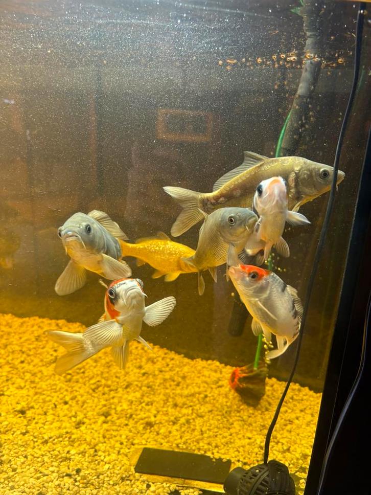 Koppel van 7 (koi) karpers, Dieren en Toebehoren, Vissen | Aquariumvissen, Vis