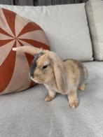 Dwerg hangoor konijntjes, Meerdere dieren, Dwerg, Hangoor, 0 tot 2 jaar