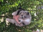 Pomeranian pups, België, Particulier, 8 tot 15 weken, Meerdere
