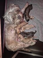 Puppy's GEBOREN (Shih tzu kruising Pomsky), Dieren en Toebehoren, Honden | Chihuahua's en Gezelschapshonden, Overige rassen, 8 tot 15 weken