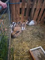 Leuke middelgrote konijnen, Dieren en Toebehoren, Konijnen, Meerdere dieren, Middelgroot, 0 tot 2 jaar