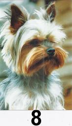 K540 ansichtkaart yorkshire terrier ongelopen, Verzamelen, Verzenden, Voor 1920, Ongelopen, Hond of Kat