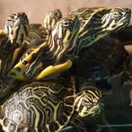 Pseudemys floridana peninsularis, Dieren en Toebehoren, Schildpad